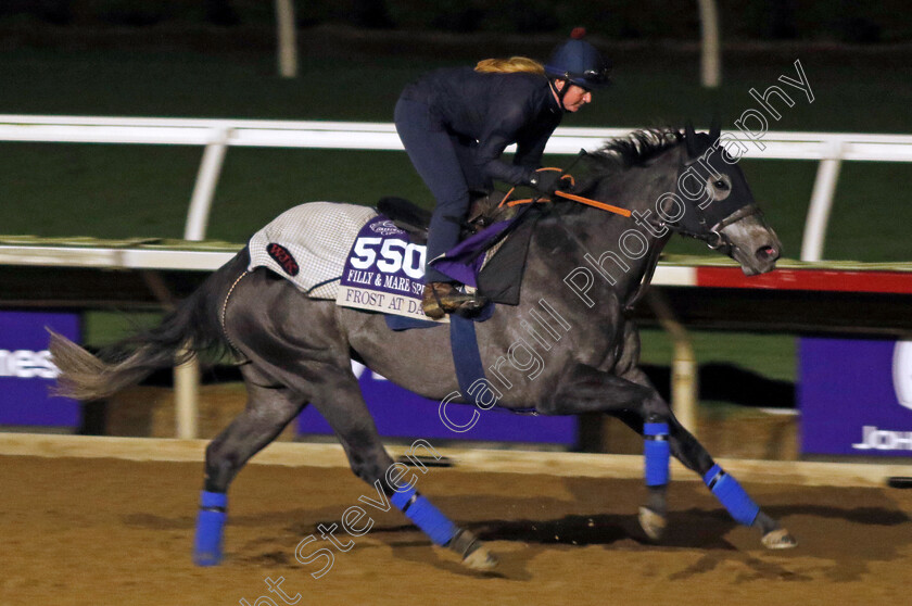 Frost-At-Dawn-0002 
 FROST AT DAWN training for the Breeders' Cup Filly & Mare Sprint
Del Mar USA 30 Oct 2024 - Pic Steven Cargill / Racingfotos.com