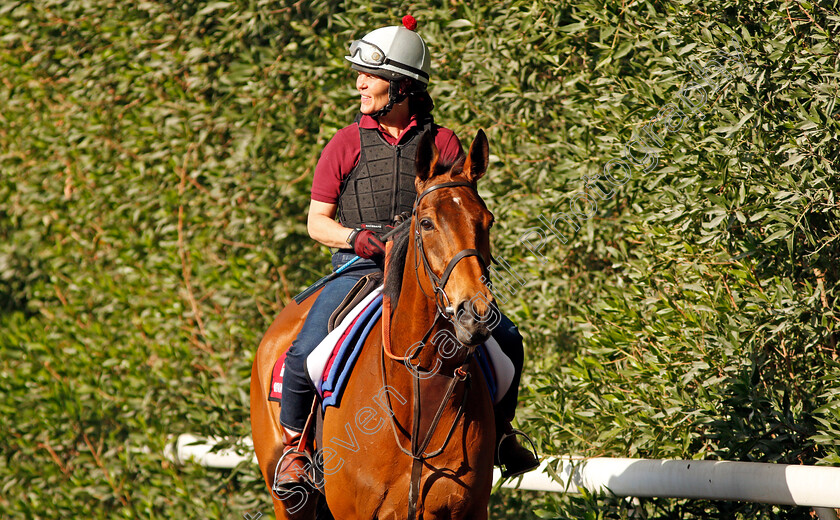 Big-Orange-0001 
 BIG ORANGE exercising in preparation for the Dubai Gold Cup Meydan 28 Mar 2018 - Pic Steven Cargill / Racingfotos.com