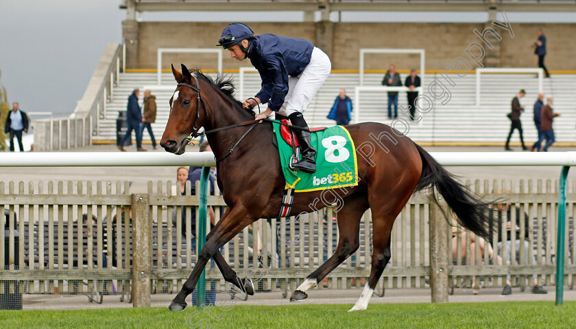 Ylang-Ylang-0006 
 YLANG YLANG (Ryan Moore) winner of The bet365 Fillies Mile
Newmarket 13 Oct 2023 - Pic Steven Cargill / Racingfotos.com