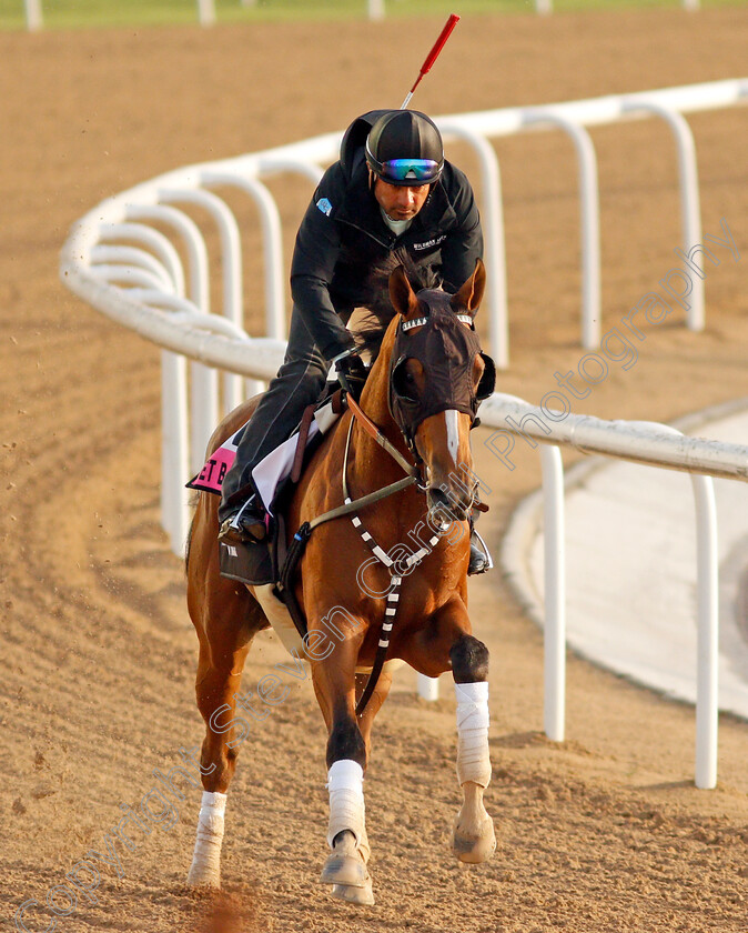 Get-Back-Goldie-0001 
 GET BACK GOLDIE training for the UAE Derby
Meydan, Dubai, 23 Mar 2022 - Pic Steven Cargill / Racingfotos.com