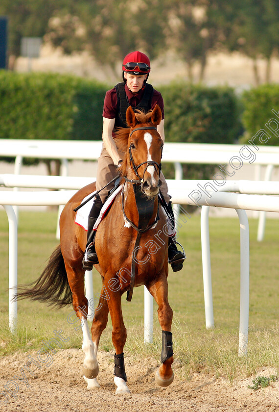 Sovereign-0004 
 SOVEREIGN training for the Bahrain International Trophy
Rashid Equestrian & Horseracing Club, Bahrain, 18 Nov 2020