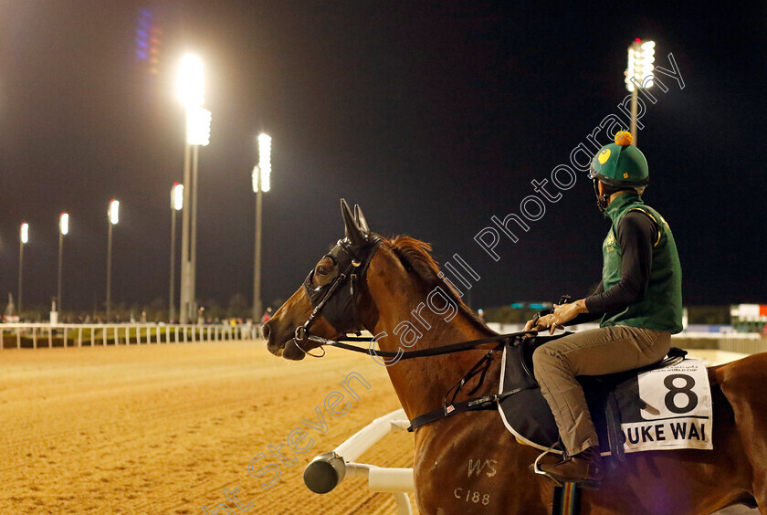 Duke-Wai-0001 
 DUKE WAI training for the Al Quoz Sprint
Meydan, Dubai, 23 Mar 2023 - Pic Steven Cargill / Racingfotos.com