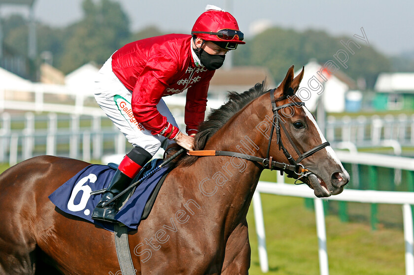 Punting-0002 
 PUNTING (Shane Kelly)
Yarmouth 15 Sep 2020 - Pic Steven Cargill / Racingfotos.com