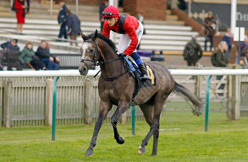 Dr-Hackenbush-0001 
 DR HACKENBUSH (Benoit de la Sayette)
Newmarket 25 Oct 2023 - Pic Steven Cargill / Racingfotos.com