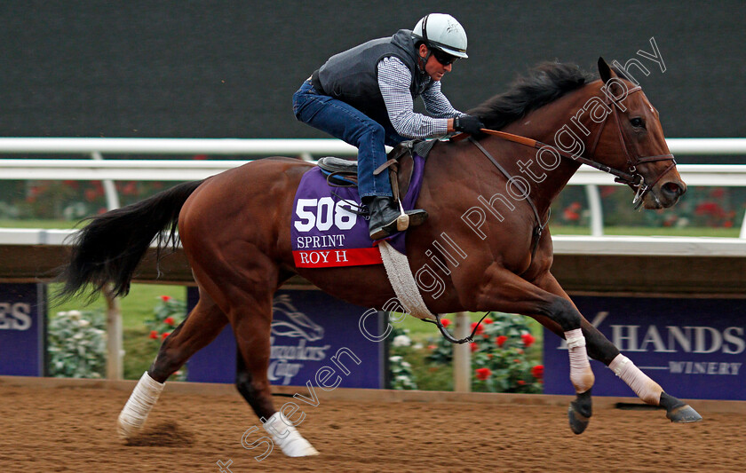 Roy-H-0001 
 ROY H training for The Breeders' Cup Sprint at Del Mar USA 31 Oct 2017 - Pic Steven Cargill / Racingfotos.com