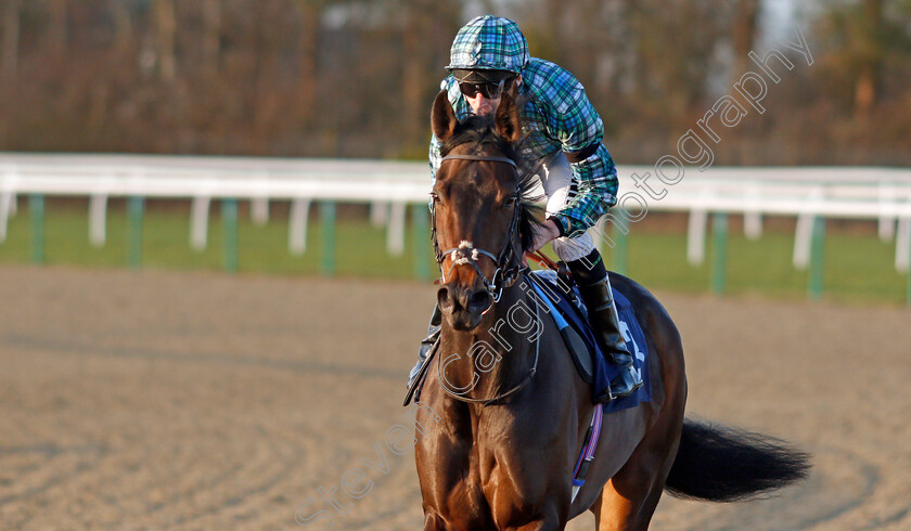 Silent-Witness-0002 
 SILENT WITNESS (Luke Morris)
Lingfield 8 Feb 2020 - Pic Steven Cargill / Racingfotos.com