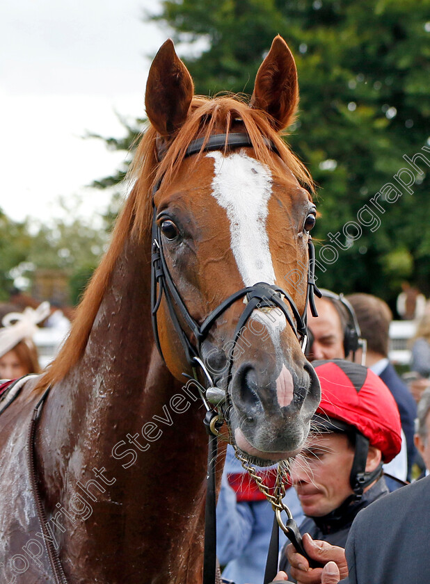 Kyprios-0013 
 KYPRIOS winner of The Al Shaqab Goodwood Cup
Goodwood 26 Jul 2022 - Pic Steven Cargill / Racingfotos.com