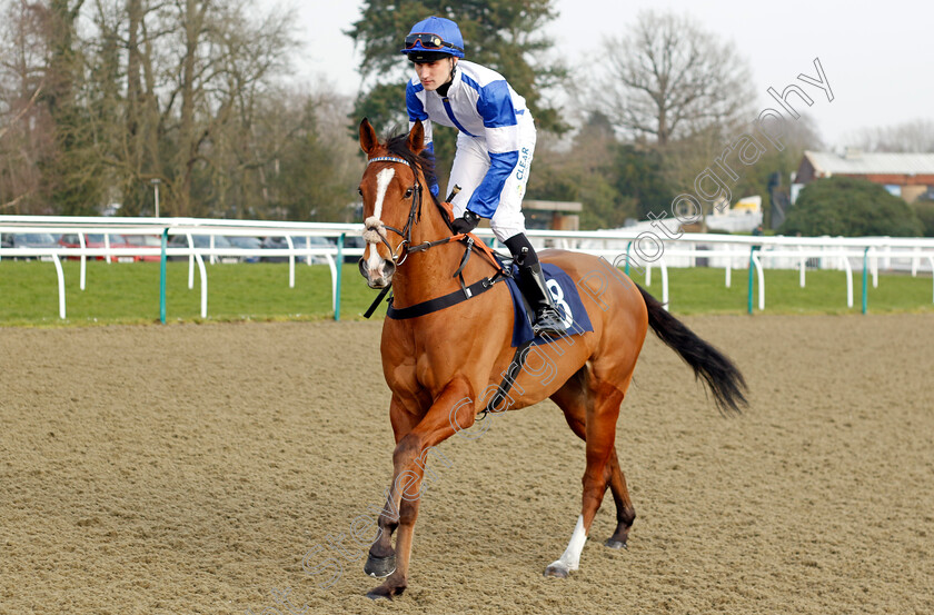 Betties-Bay-0001 
 BETTIES BAY (Joshua Bryan)
Lingfield 7 Mar 2024 - Pic Steven Cargill / Racingfotos.com