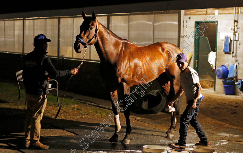 Flightline-0004 
 FLIGHTLINE training for the Breeders' Cup Classic
Keeneland USA 1 Nov 2022 - Pic Steven Cargill / Racingfotos.com