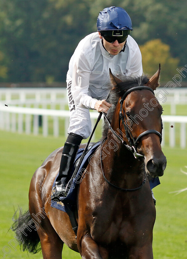 Wootton s-Jewel-0002 
 WOOTTON'S JEWEL (Jamie Spencer)
Ascot 8 Sep 2023 - Pic Steven Cargill / Racingfotos.com