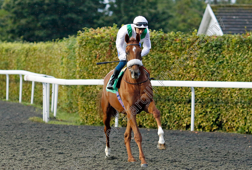 Hi-Ya-Mal-0001 
 HI YA MAL (David Probert)
Kempton 6 Sep 2024 - Pic Steven Cargill / Racingfotos.com