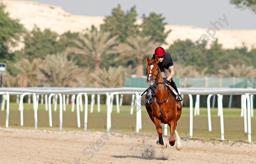 Sovereign-0001 
 SOVEREIGN training for the Bahrain International Trophy
Rashid Equestrian & Horseracing Club, Bahrain, 19 Nov 2020 - Pic Steven Cargill / Racingfotos.com