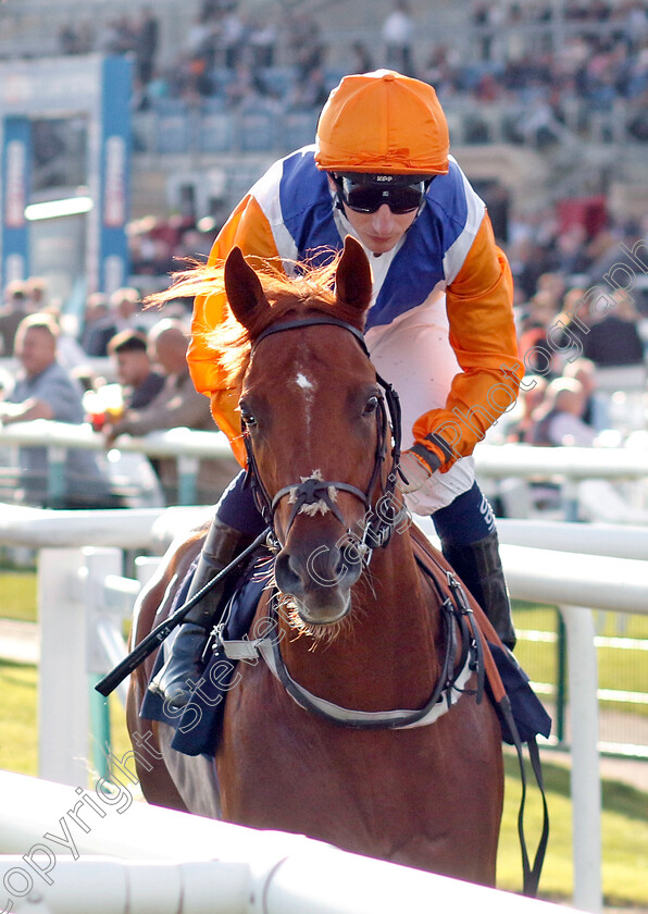 Blinky-0001 
 BLINKY (P J McDonald)
Doncaster 13 Sep 2024 - Pic Steven Cargill / Racingfotos.com