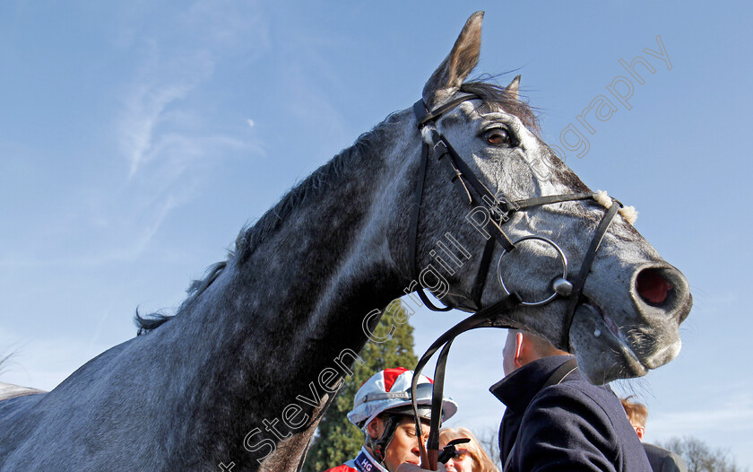 Master-The-World-0007 
 MASTER THE WORLD after The Betway Winter Derby Stakes Lingfield 24 Feb 2018 - Pic Steven Cargill / Racingfotos.com