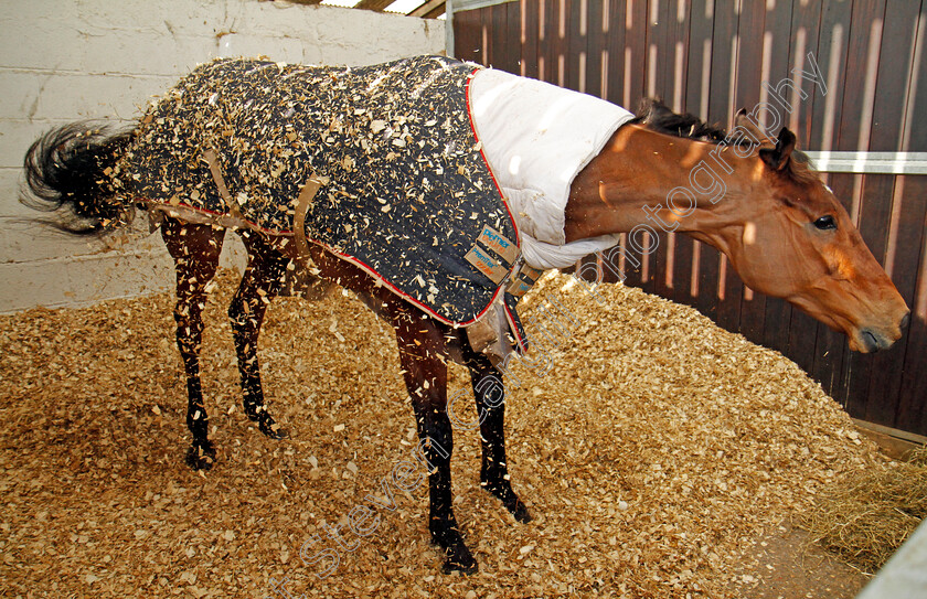 Cue-Card-0003 
 CUE CARD shakes after a roll at Colin Tizzard's stables near Sherborne 21 Feb 2018 - Pic Steven Cargill / Racingfotos.com