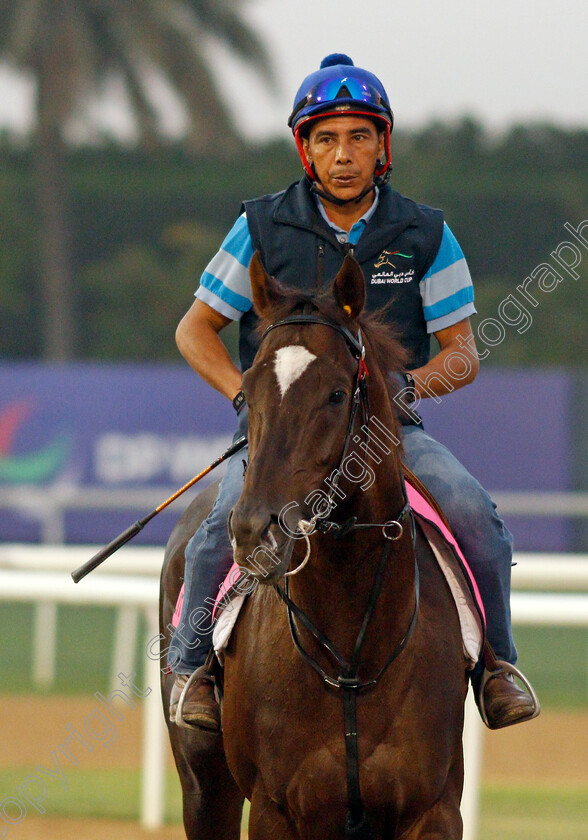 Quality-Boone-0001 
 QUALITY BOONE training for the UAE Derby
Meydan, Dubai, 23 Mar 2022 - Pic Steven Cargill / Racingfotos.com