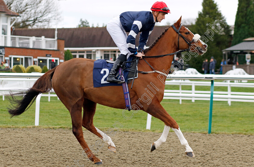 Crystal-Casque-0007 
 CRYSTAL CASQUE (Jack Gilligan) winner of The BetMGM Irish EBF Fillies Handicap
Lingfield 23 Dec 2023 - Pic Steven Cargill / Racingfotos.com