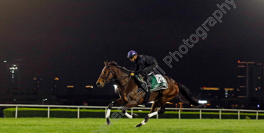 Liberty-Island-0001 
 LIBERTY ISLAND training for The Sheema Classic
Meydan Dubai 27 Mar 2024 - Pic Steven Cargill / Racingfotos.com