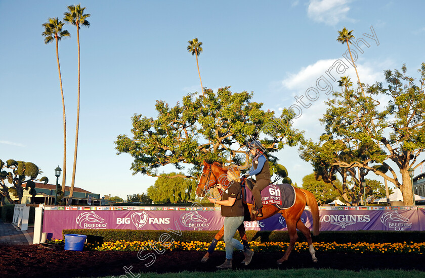 Live-In-The-Dream-0005 
 LIVE IN THE DREAM training for The Breeders' Cup Turf Sprint
Santa Anita USA, 30 Oct 2023 - Pic Steven Cargill / Racingfotos.com