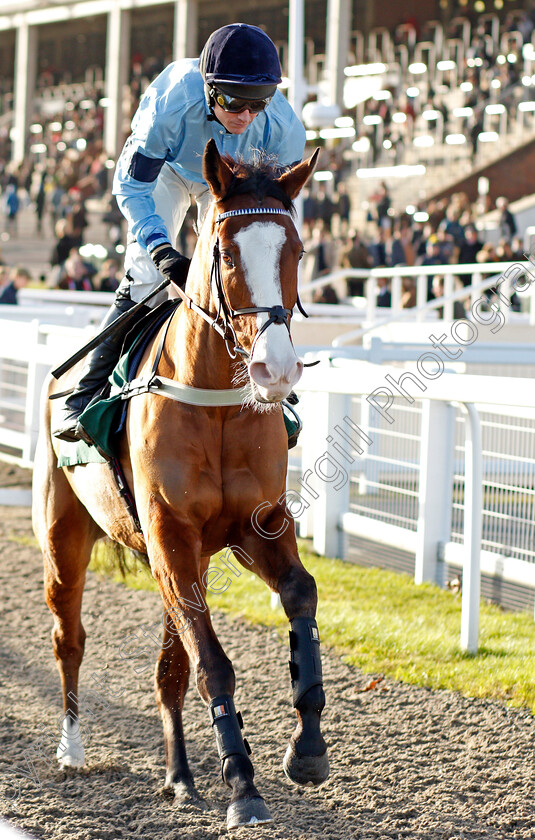 Ballywood-0001 
 BALLYWOOD (Tom Cannon) 
Cheltenham 14 Dec 2019 - Pic Steven Cargill / Racingfotos.com