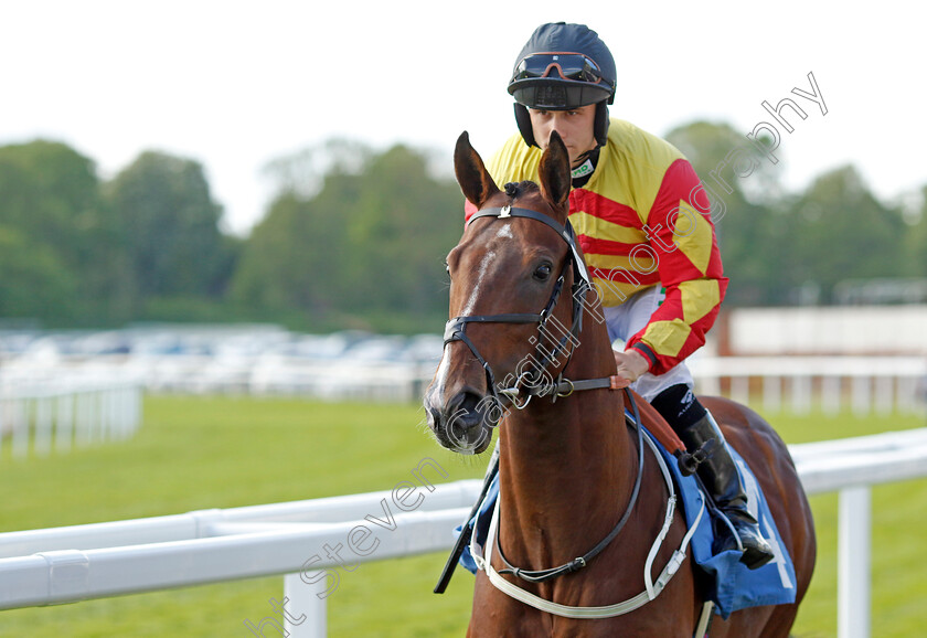 Mickey-Mongoose 
 MICKEY MONGOOSE (Jason Hart)
York 12 May 2022 - Pic Steven Cargill / Racingfotos.com