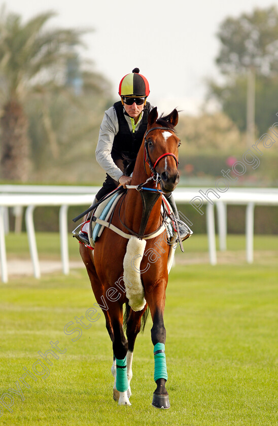 Coolagh-Forest-0001 
 COOLAGH FOREST (John Egan) training for the Bahrain International Trophy
Rashid Equestrian & Horseracing Club, Bahrain, 18 Nov 2020