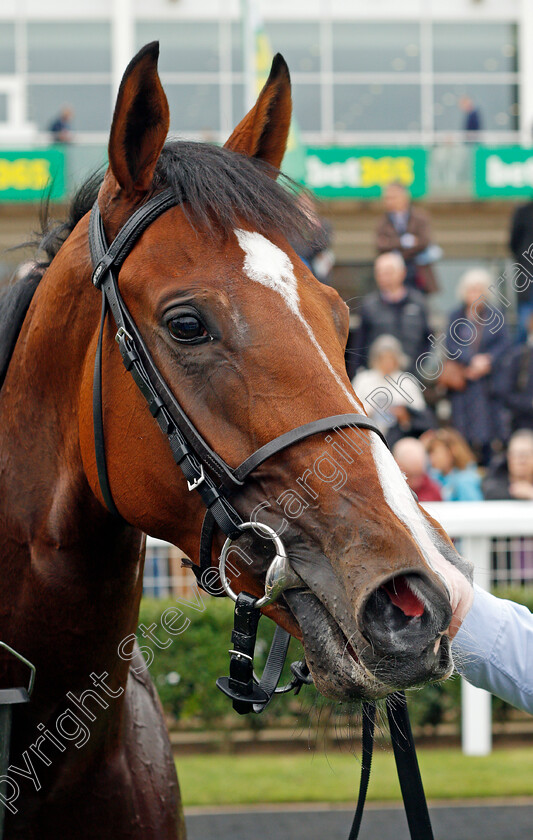 Fast-Attack-0007 
 FAST ATTACK after The Godophin Lifetime Care Oh So Sharp Stakes
Newmarket 8 Oct 2021 - Pic Steven Cargill / Racingfotos.com