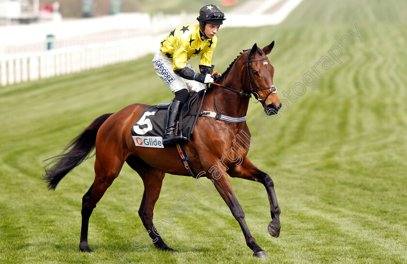 Our-Dot s-Baby-0002 
 OUR DOT'S BABY (Rex Dingle)
Cheltenham 18 Apr 2019 - Pic Steven Cargill / Racingfotos.com