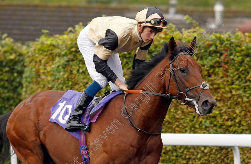 Prince-Of-India-0002 
 PRINCE OF INDIA (Harry Davies)
Kempton 6 Sep 2024 - Pic Steven Cargill / Racingfotos.com