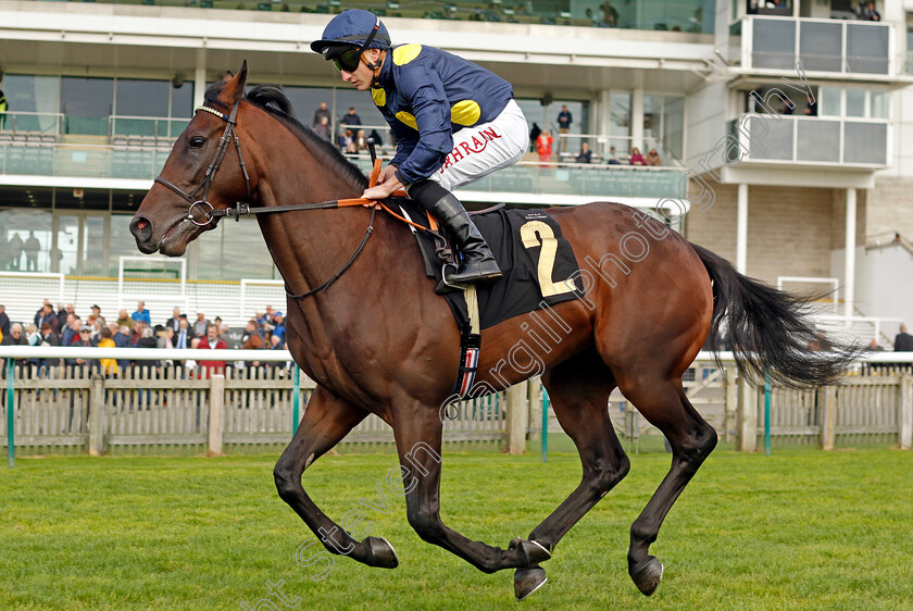 Eternal-Force-0001 
 ETERNAL FORCE (Tom Marquand)
Newmarket 23 Oct 2024 - Pic Steven Cargill / Racingfotos.com