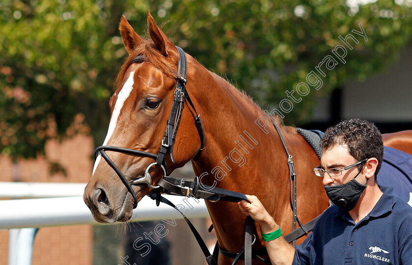 Operatic-0002 
 OPERATIC 
Wolverhampton 11 Aug 2020 - Pic Steven Cargill / Racingfotos.com