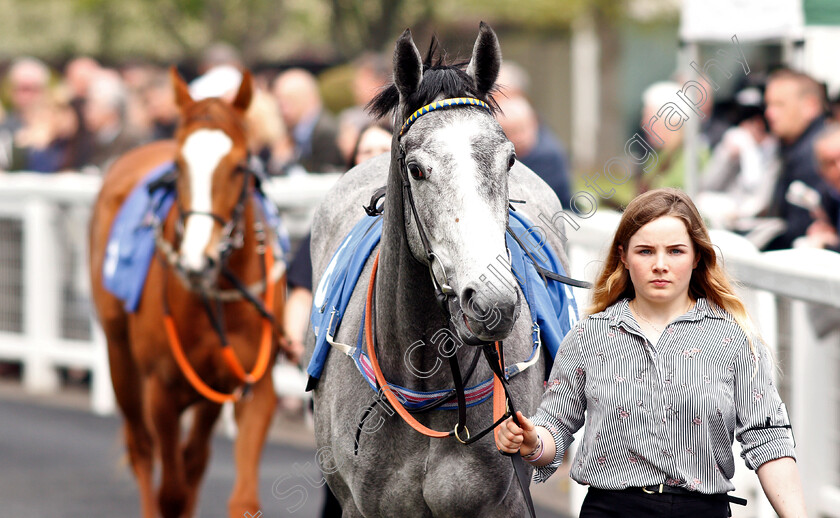 Flippa-The-Strippa-0001 
 FLIPPA THE STRIPPA 
Nottingham 30 Apr 2019 - Pic Steven Cargill / Racingfotos.com