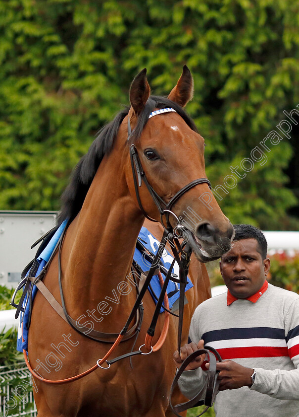 Al-Haal-0002 
 AL HAAL 
Kempton 12 Jun 2024 - Pic Steven Cargill / Racingfotos.com