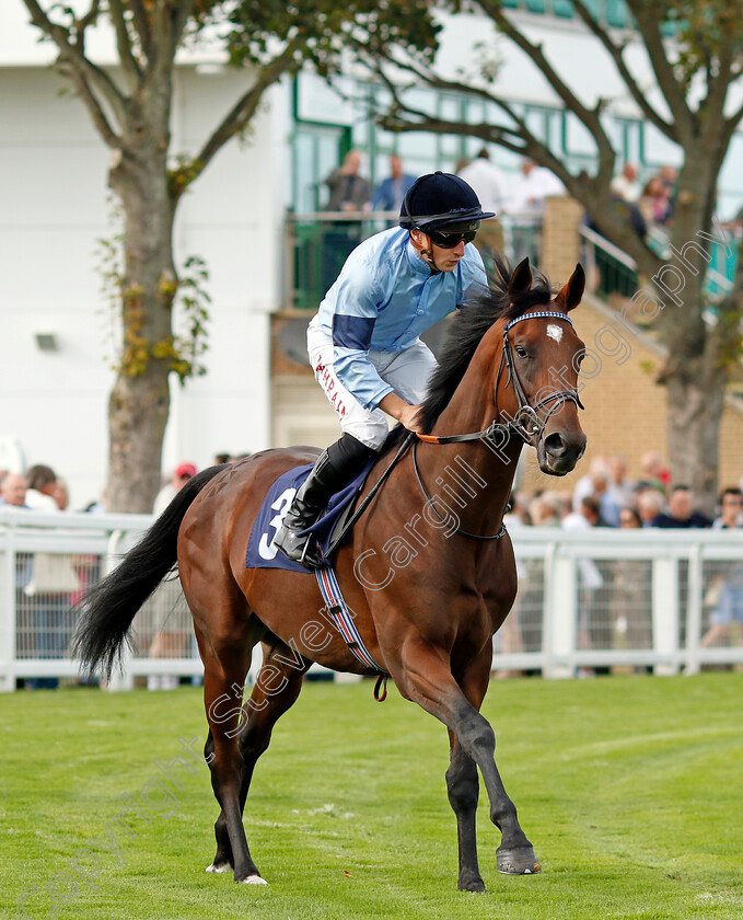 Ramensky-0001 
 RAMENSKY (Tom Marquand)
Yarmouth 13 Sep 2022 - Pic Steven Cargill / Racingfotos.com