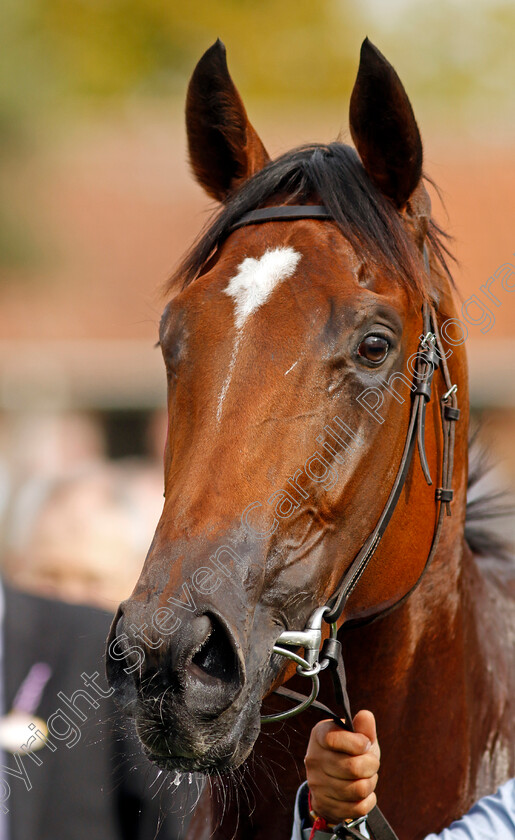 Nostrum-0013 
 NOSTRUM winner of The Tattersalls Stakes
Newmarket 22 Sep 2022 - Pic Steven Cargill / Racingfotos.com