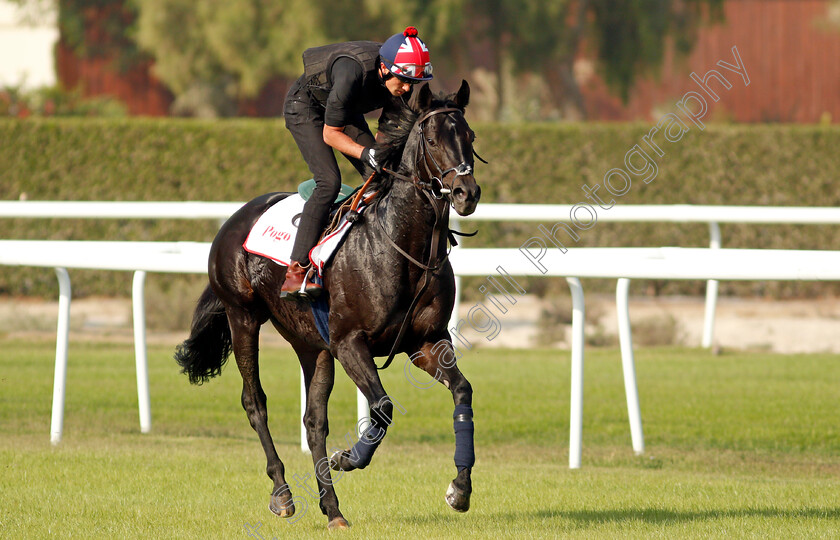 Pogo-0003 
 POGO exercising in preparation for Friday's Bahrain International Trophy
Sakhir Racecourse, Bahrain 16 Nov 2021 - Pic Steven Cargill / Racingfotos.com