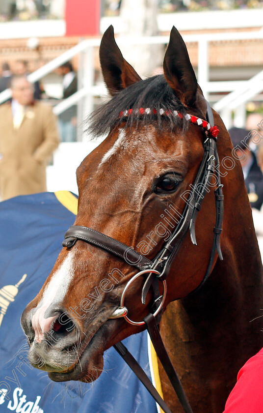 Give-And-Take-0011 
 GIVE AND TAKE after The Tattersalls Musidora Stakes York 16 May 2018 - Pic Steven Cargill / Racingfotos.com