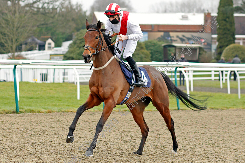 Talking-Point-0001 
 TALKING POINT (Callum Shepherd)
Lingfield 6 Feb 2021 - Pic Steven Cargill / Racingfotos.com