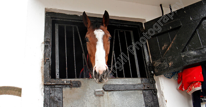 Apple s-Shakira-0001 
 APPLE'S SHAKIRA at the stables of Nicky Henderson, Lambourn 6 Feb 2018 - Pic Steven Cargill / Racingfotos.com