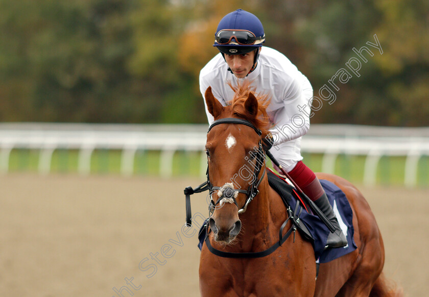 Eden-Gardens-0001 
 EDEN GARDENS (Antonio Fresu)
Lingfield 4 Oct 2018 - Pic Steven Cargill / Racingfotos.com