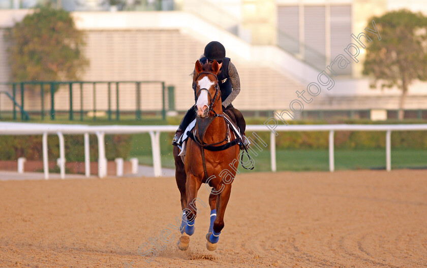 J-J-Jumbo-0004 
 J J JUMBO exercising for trainer Darren Bunyan 
Meydan, Dubai, 3 Feb 2022 - Pic Steven Cargill / Racingfotos.com