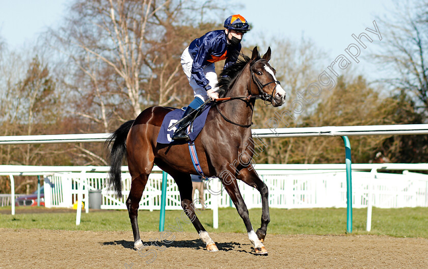 Cherokee-Dance-0001 
 CHEROKEE DANCE (Callum Shepherd)
Lingfield 26 Feb 2021 - Pic Steven Cargill / Racingfotos.com