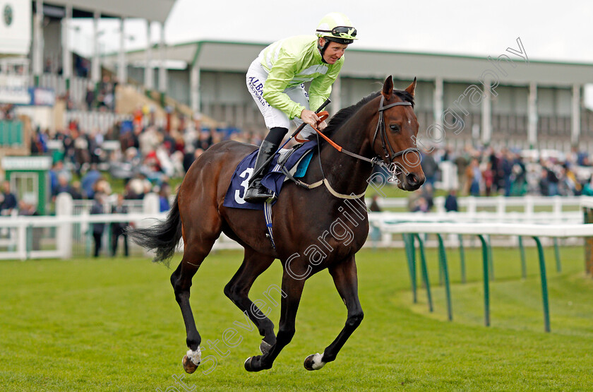 Maestro-Mac-0001 
 MAESTRO MAC (Pat Cosgrave) Yarmouth 24 Oct 2017 - Pic Steven Cargill / Racingfotos.com