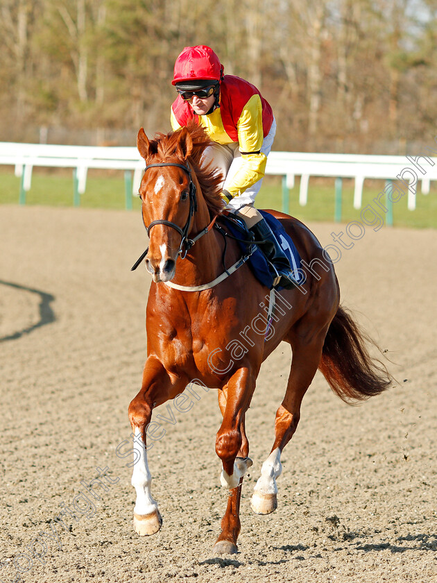 Stormbomber-0001 
 STORMBOMBER (Liam Keniry)
Lingfield 8 Feb 2020 - Pic Steven Cargill / Racingfotos.com