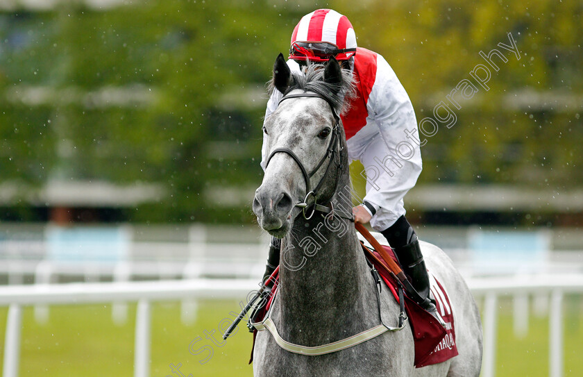 Top-Rank-0003 
 TOP RANK (P J McDonald)
Newbury 15 May 2021 - Pic Steven Cargill / Racingfotos.com