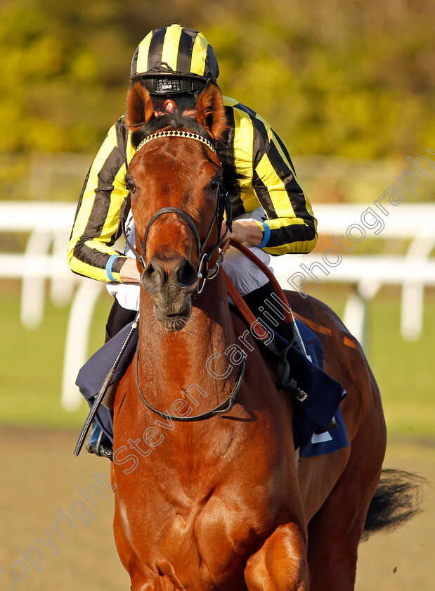 Folie-Douze-0001 
 FOLIE DOUZE (Martin Harley) Lingfield 10 Jan 2018 - Pic Steven Cargill / Racingfotos.com