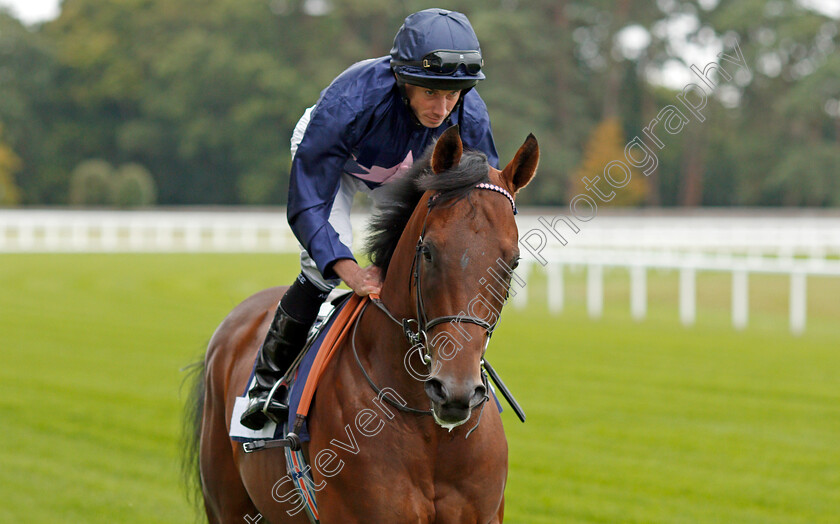 Bengal-Bay-0001 
 BENGAL BAY (Ryan Moore)
Ascot 6 Sep 2019 - Pic Steven Cargill / Racingfotos.com