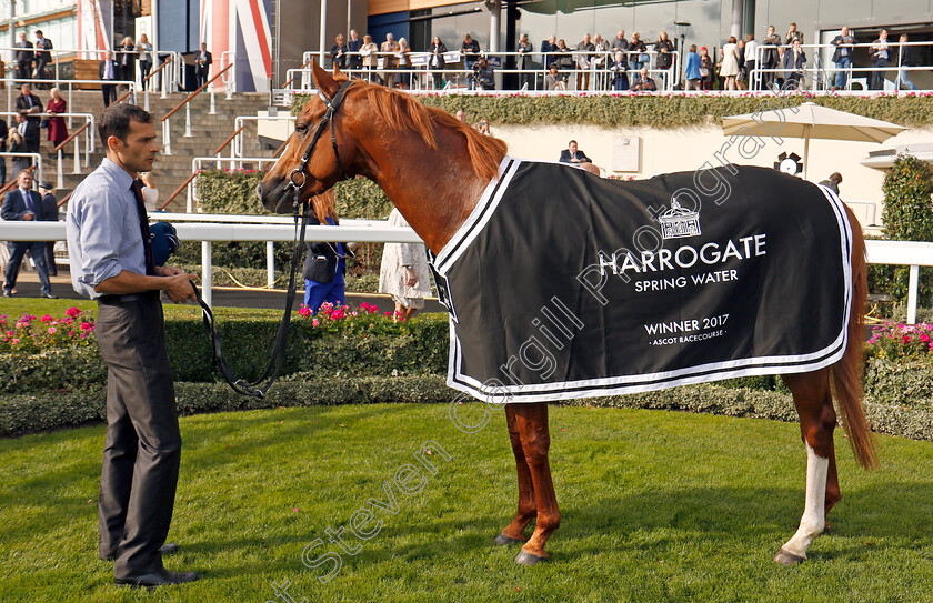 Nobly-Born-0008 
 NOBLY BORN after winning The Original Harrogate Water Handicap Ascot 6 Oct 2017 - Pic Steven Cargill / Racingfotos.com