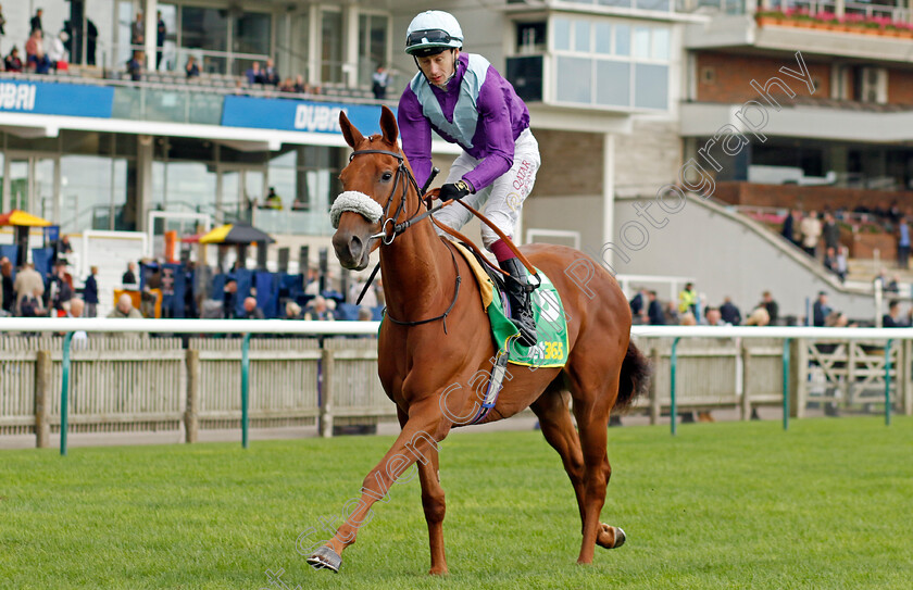 See-The-Fire-0002 
 SEE THE FIRE (Oisin Murphy)
Newmarket 13 Oct 2023 - Pic Steven Cargill / Racingfotos.com