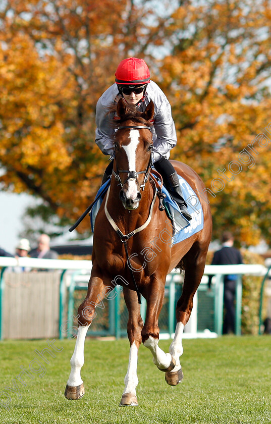 Felix-The-Poet-0001 
 FELIX THE POET (Hollie Doyle)
Newmarket 13 Oct 2018 - Pic Steven Cargill / Racingfotos.com